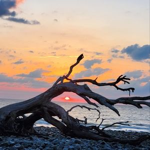 Meet your Posher, Amelia